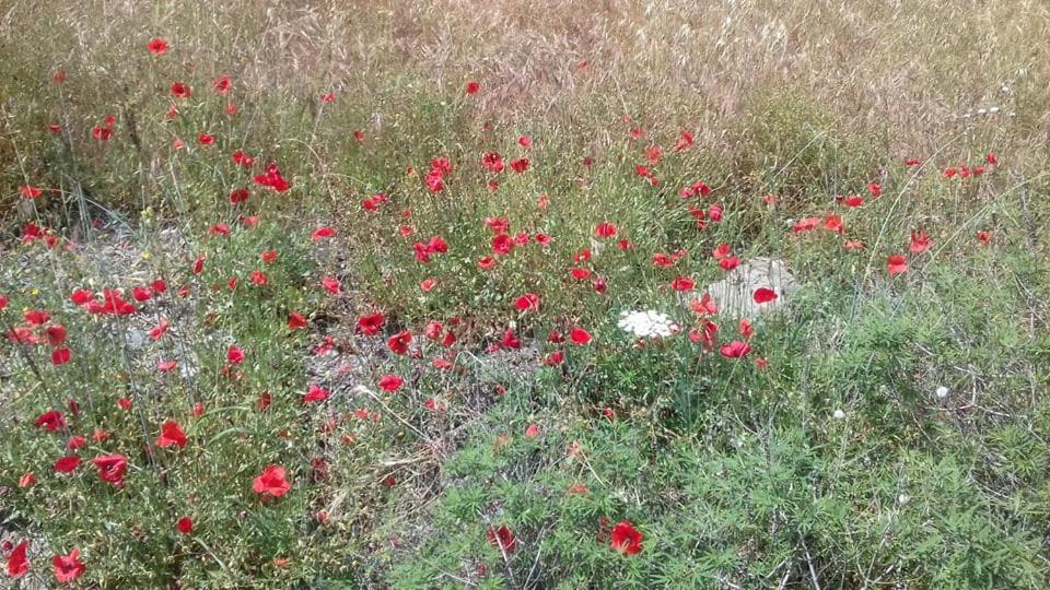 Sifis Pirounakis Anatoli Villa Lentas Bagian luar foto